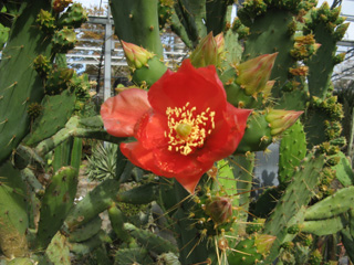 Цветок кактуса в Duthie Park