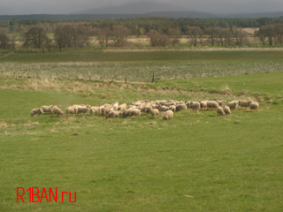 Овцы пасутся в полях Шотландии