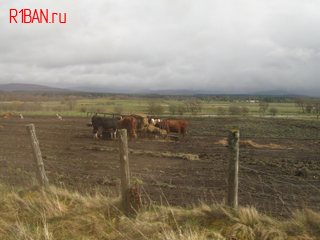 Коровы пасутся в полях Шотландии