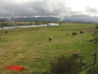 Коровы пасутся в полях Шотландии