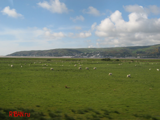 Овцы в Уэльсе
